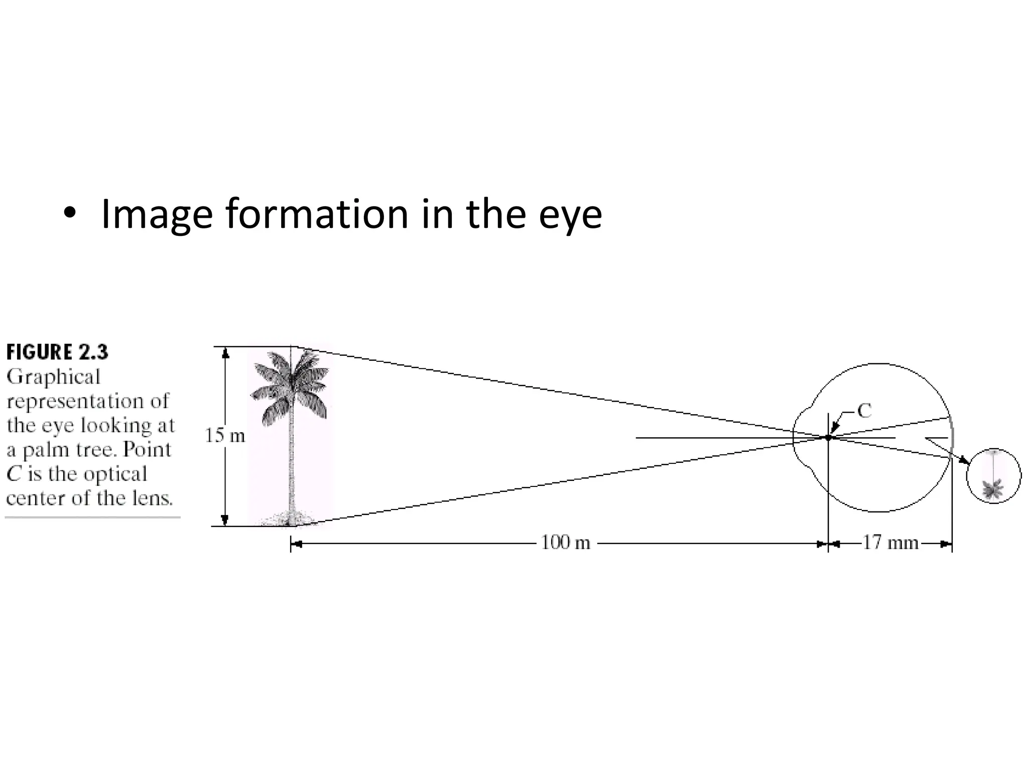 • Image formation in the eye 