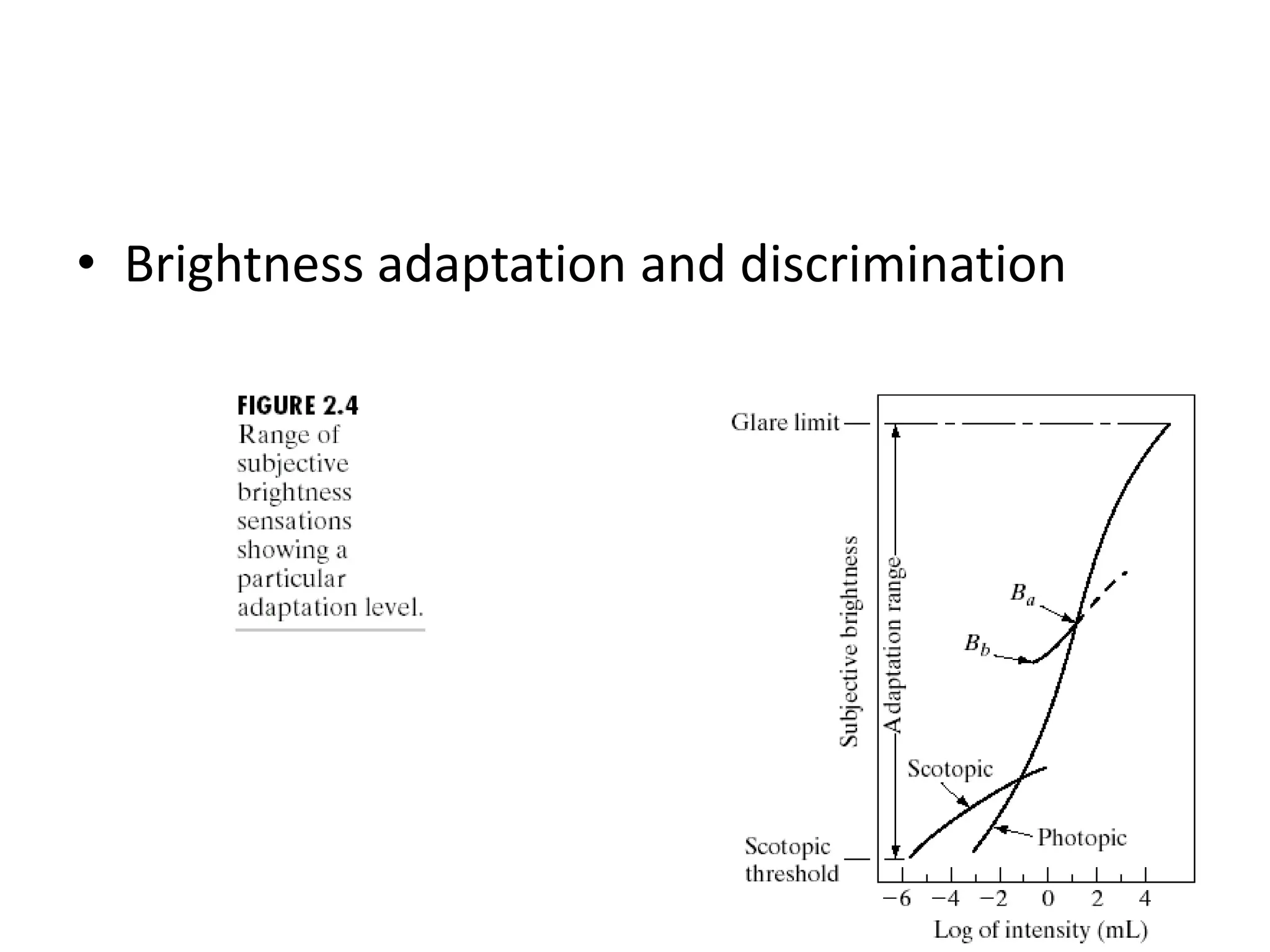 • Brightness adaptation and discrimination 