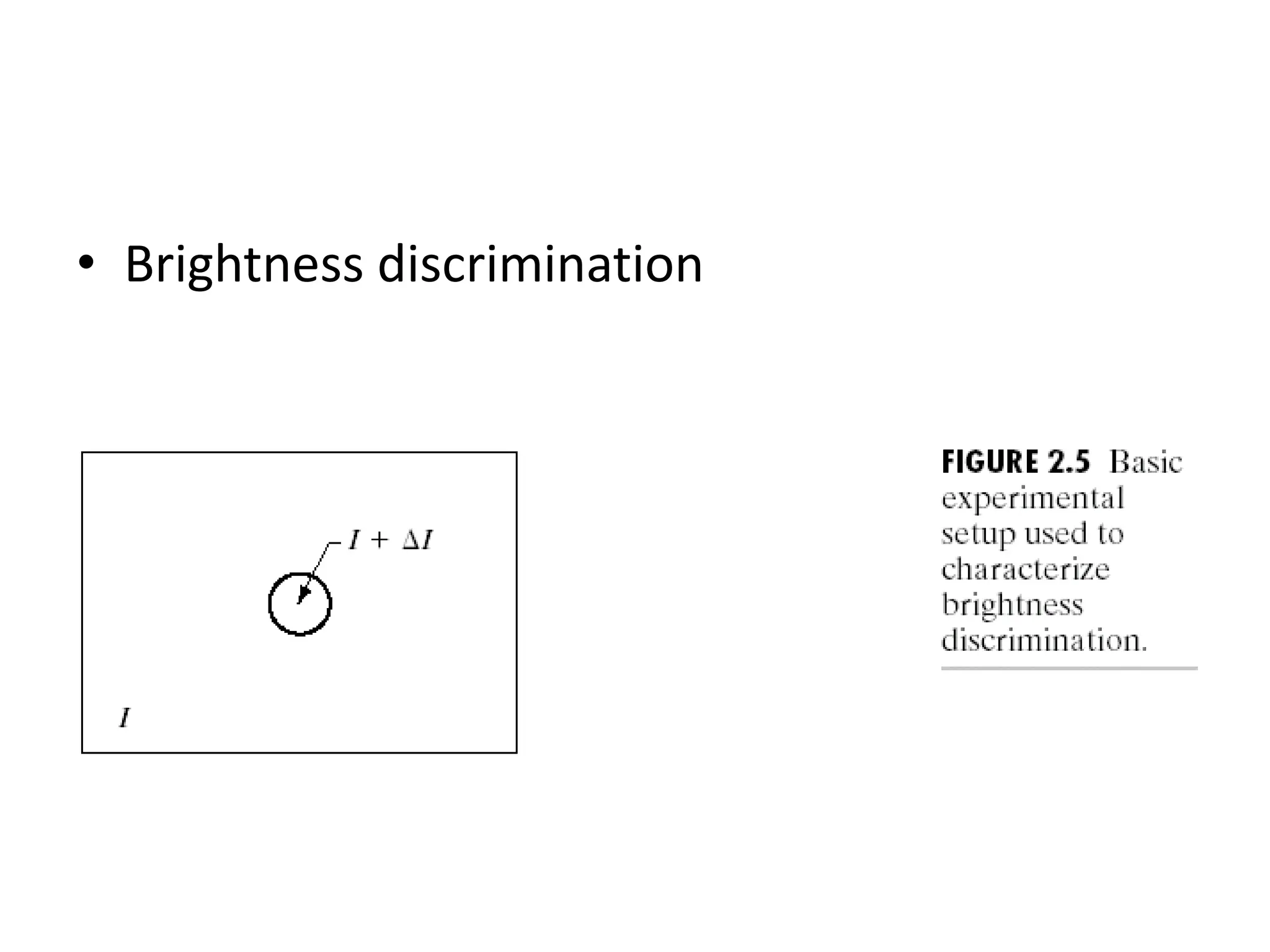 • Brightness discrimination 