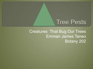 Tree Pests  Creatures  That Bug Our Trees Emman James Taneo Botany 202 