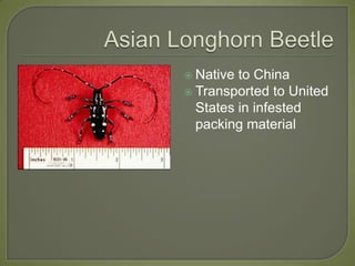 Asian Longhorn BeetleNative to ChinaTransported to United States in infested packing material 