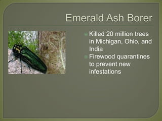 Emerald Ash BorerKilled 20 million trees in Michigan, Ohio, and IndiaFirewood quarantines to prevent new infestations