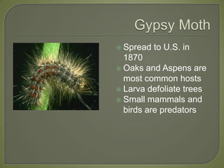 Gypsy MothSpread to U.S. in 1870Oaks and Aspens are most common hosts Larva defoliate trees Small mammals and birds are predators 