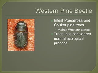 Western Pine Beetle Infest Ponderosa and Coulter pine treesMainly Western states Trees loss considered normal ecological process 