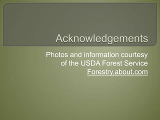 Acknowledgements Photos and information courtesy of the USDA Forest Service