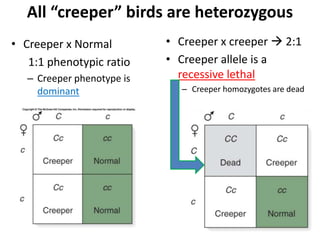 MIC150 - Chap 2 Extension Of Mendelian Genetics | PPTX