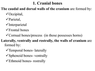 Cornual Process Study of animal bones, skeletons and associated structures | PDF