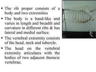 Two Adject Ribs Study of animal bones, skeletons and associated structures | PDF