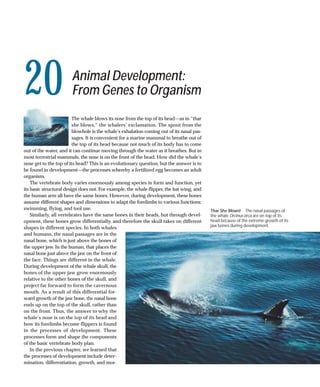 20                     Animal Development:
                       From Genes to Organism
                         The whale blows its nose from the top of its head—as in “thar
                         she blows,” the whalers’ exclamation. The spout from the
                         blowhole is the whale’s exhalation coming out of its nasal pas-
                         sages. It is convenient for a marine mammal to breathe out of
                         the top of its head because not much of its body has to come
out of the water, and it can continue moving through the water as it breathes. But in
most terrestrial mammals, the nose is on the front of the head. How did the whale’s
nose get to the top of its head? This is an evolutionary question, but the answer is to
be found in development—the processes whereby a fertilized egg becomes an adult
organism.
    The vertebrate body varies enormously among species in form and function, yet
its basic structural design does not. For example, the whale flipper, the bat wing, and
the human arm all have the same bones. However, during development, these bones
assume different shapes and dimensions to adapt the forelimbs to various functions:
swimming, flying, and tool use.                                                            Thar She Blows! The nasal passages of
    Similarly, all vertebrates have the same bones in their heads, but through devel-      the whale Orcinus orca are on top of its
opment, these bones grow differentially, and therefore the skull takes on different        head because of the extreme growth of its
                                                                                           jaw bones during development.
shapes in different species. In both whales
and humans, the nasal passages are in the
nasal bone, which is just above the bones of
the upper jaw. In the human, that places the
nasal bone just above the jaw on the front of
the face. Things are different in the whale.
During development of the whale skull, the
bones of the upper jaw grow enormously
relative to the other bones of the skull, and
project far forward to form the cavernous
mouth. As a result of this differential for-
ward growth of the jaw bone, the nasal bone
ends up on the top of the skull, rather than
on the front. Thus, the answer to why the
whale’s nose is on the top of its head and
how its forelimbs become flippers is found
in the processes of development. These
processes form and shape the components
of the basic vertebrate body plan.
    In the previous chapter, we learned that
the processes of development include deter-
mination, differentiation, growth, and mor-
 