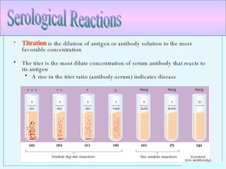 Titration  is the dilution of antigen or antibody solution to the most favorable concentration The titer is the most dilute concentration of serum antibody that reacts to its antigen A rise in the titer ratio (antibody:serum) indicates disease Serological Reactions 