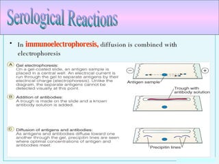 In  immunoelectrophoresis,  diffusion is combined with electrophoresis Serological Reactions 