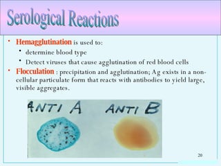Hemagglutination  is used to: determine blood type  Detect viruses that cause agglutination of red blood cells Flocculation  : precipitation and agglutination; Ag exists in a non-cellular particulate form that reacts with antibodies to yield large, visible aggregates. Serological Reactions 