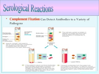Complement Fixation  Can Detect Antibodies to a Variety of Pathogens Serological Reactions 