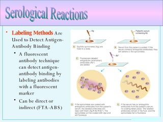 Labeling Methods  Are Used to Detect Antigen-Antibody Binding A fluorescent antibody technique can detect antigen-antibody binding by labeling antibodies with a fluorescent marker Can be direct or indirect (FTA-ABS) Serological Reactions 