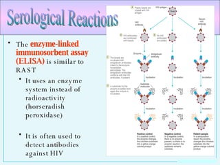 The  enzyme-linked immunosorbent assay (ELISA)  is similar to RAST  It uses an enzyme system instead of radioactivity (horseradish peroxidase) It is often used to detect antibodies against HIV Serological Reactions 