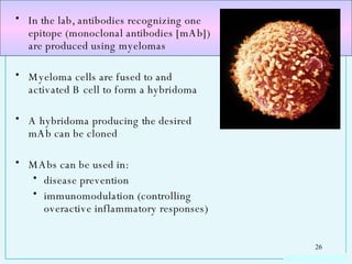 In the lab, antibodies recognizing one epitope (monoclonal antibodies [mAb]) are produced using myelomas Myeloma cells are fused to and activated B cell to form a hybridoma A hybridoma producing the desired mAb can be cloned  MAbs can be used in: disease prevention immunomodulation (controlling overactive inflammatory responses) 