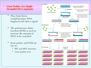 Gene Probes Are Single-Stranded DNA segments They hunt down complementary DNA fragment and emit a signal The polymerase chain reaction (PCR) is used to increase the amount of DNA to be searched Gene probes and PCR are use in: HIV and HPV detection  water-quality tests 