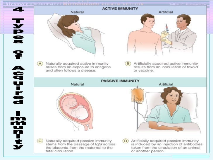 chap20 immunology serology types of immunity