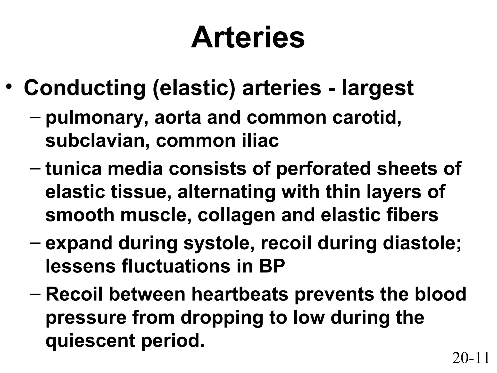 20-11
Arteries
• Conducting (elastic) arteries - largest
– pulmonary, aorta and common carotid,
subclavian, common iliac
– tunica media consists of perforated sheets of
elastic tissue, alternating with thin layers of
smooth muscle, collagen and elastic fibers
– expand during systole, recoil during diastole;
lessens fluctuations in BP
– Recoil between heartbeats prevents the blood
pressure from dropping to low during the
quiescent period.
 