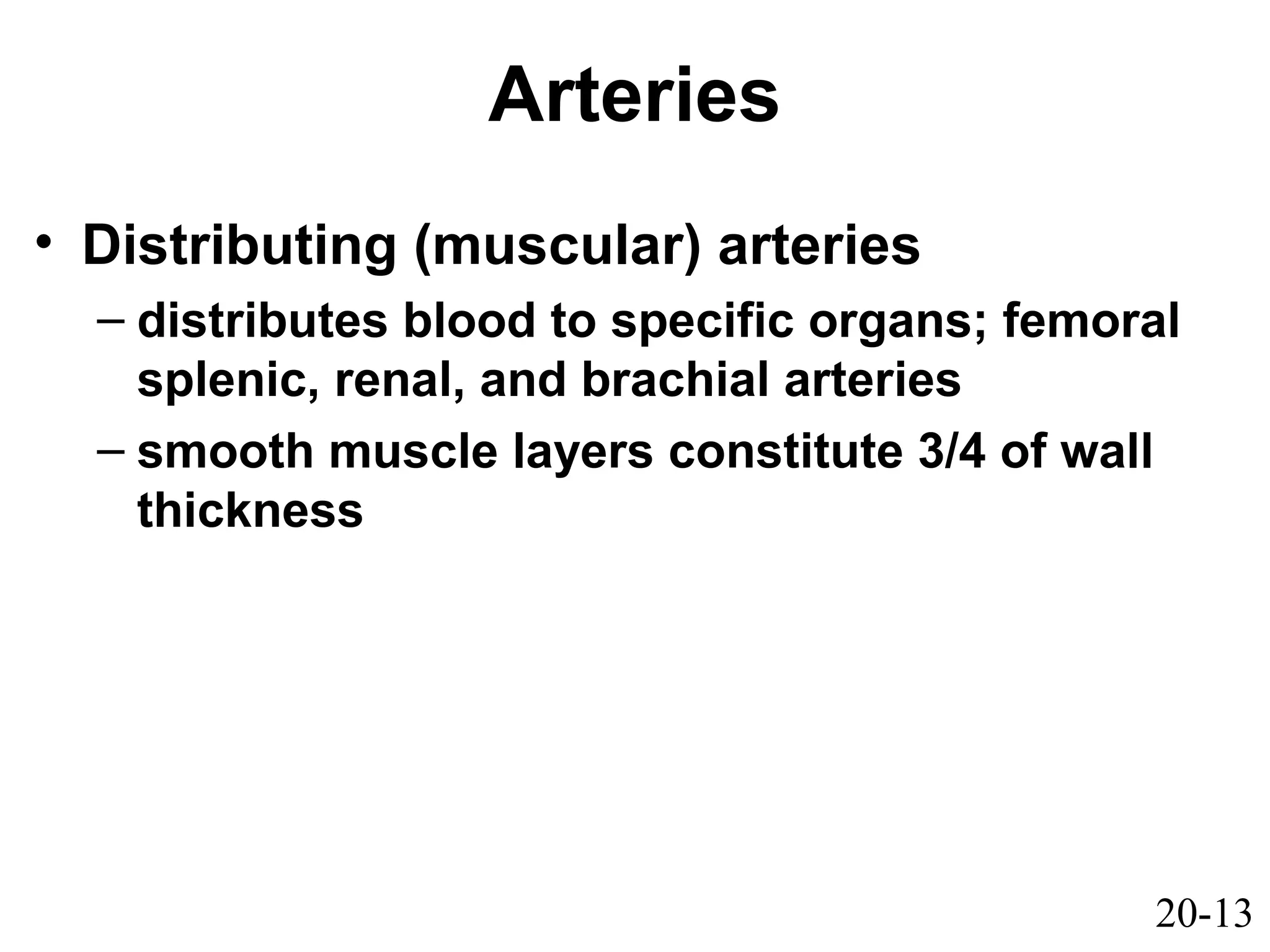 20-13
Arteries
• Distributing (muscular) arteries
– distributes blood to specific organs; femoral
splenic, renal, and brachial arteries
– smooth muscle layers constitute 3/4 of wall
thickness
 