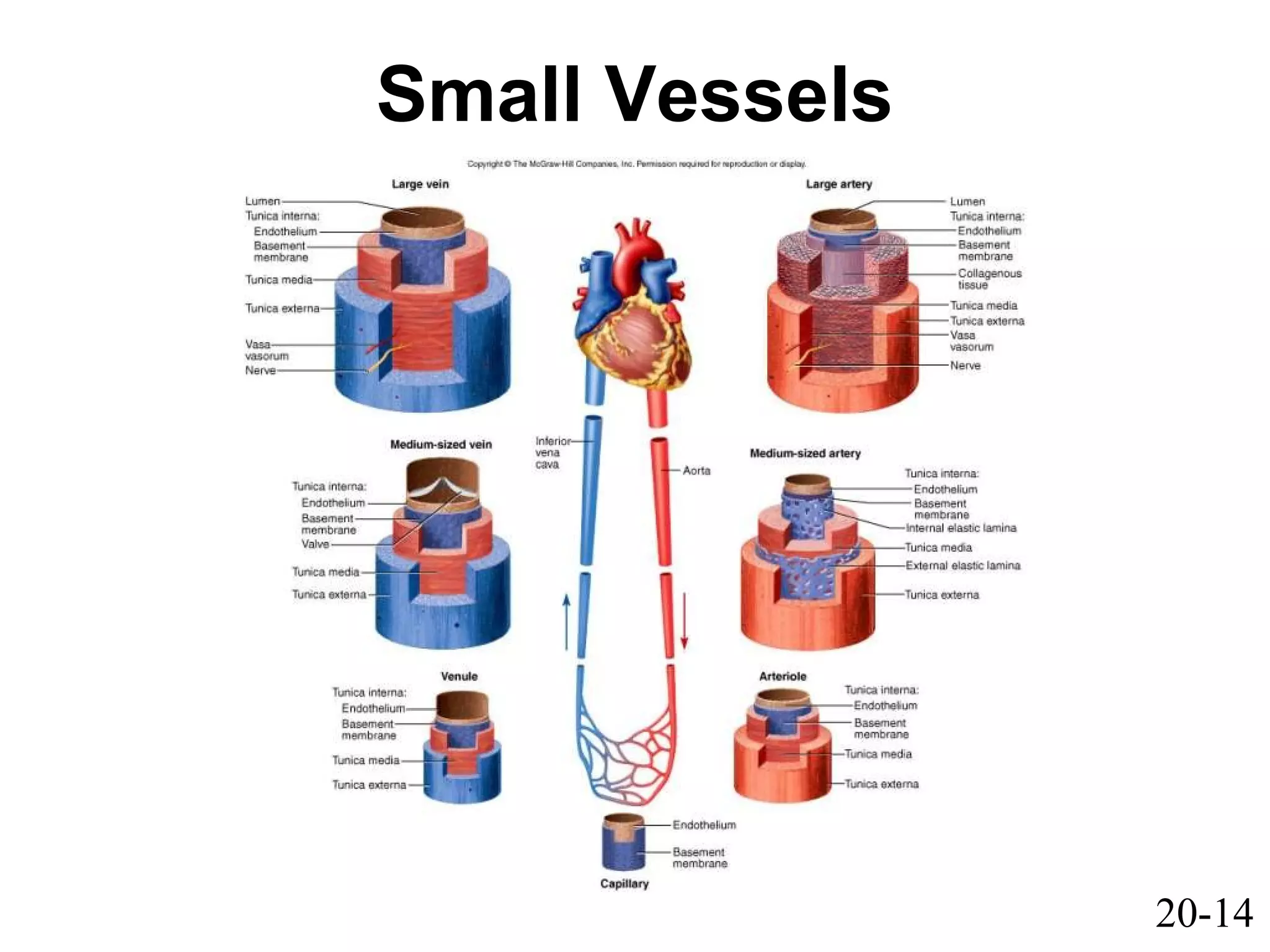 20-14
Small Vessels
 