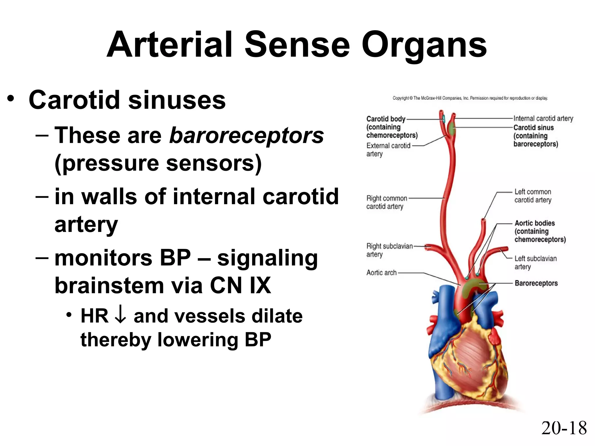 20-18
Arterial Sense Organs
• Carotid sinuses
– These are baroreceptors
(pressure sensors)
– in walls of internal carotid
artery
– monitors BP – signaling
brainstem via CN IX
• HR ↓ and vessels dilate
thereby lowering BP
 
