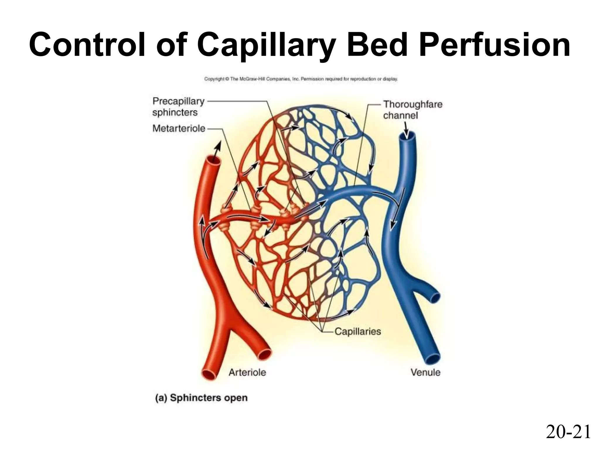 20-21
Control of Capillary Bed Perfusion
 