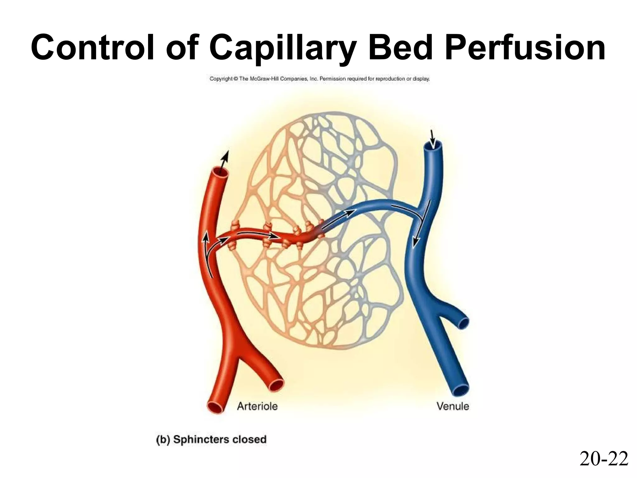 20-22
Control of Capillary Bed Perfusion
 