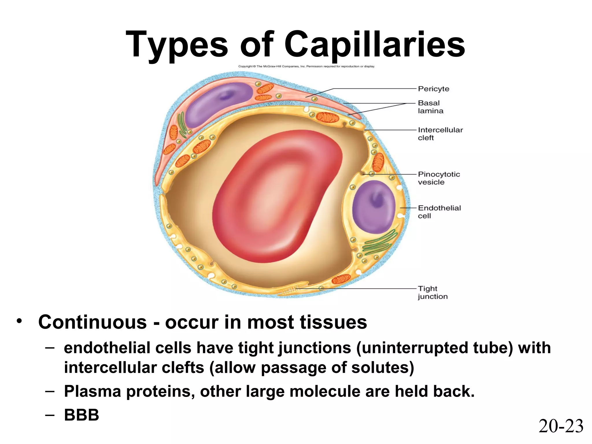 20-23
Types of Capillaries
• Continuous - occur in most tissues
– endothelial cells have tight junctions (uninterrupted tube) with
intercellular clefts (allow passage of solutes)
– Plasma proteins, other large molecule are held back.
– BBB
 