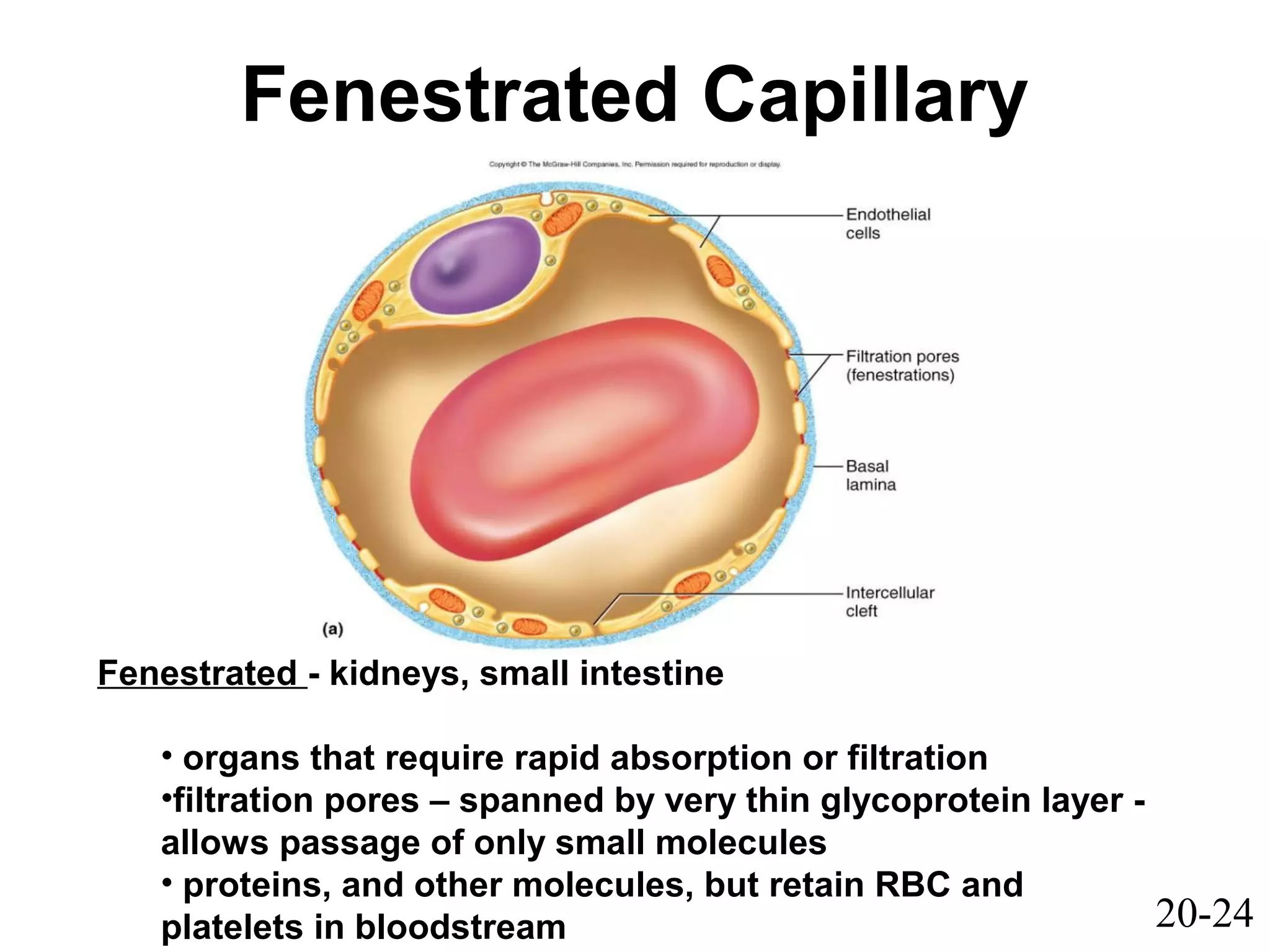20-24
Fenestrated Capillary
Fenestrated - kidneys, small intestine
• organs that require rapid absorption or filtration
•filtration pores – spanned by very thin glycoprotein layer -
allows passage of only small molecules
• proteins, and other molecules, but retain RBC and
platelets in bloodstream
 