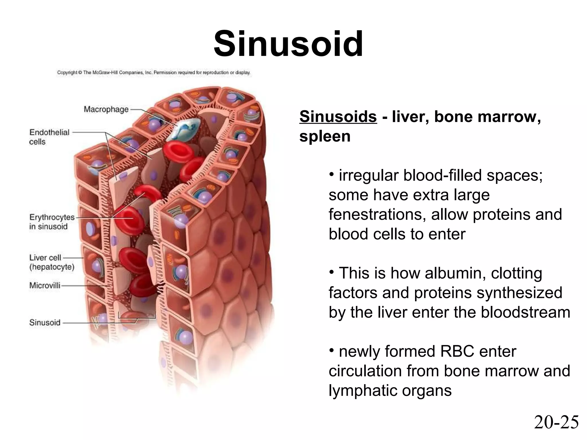 20-25
Sinusoid
Sinusoids - liver, bone marrow,
spleen
• irregular blood-filled spaces;
some have extra large
fenestrations, allow proteins and
blood cells to enter
• This is how albumin, clotting
factors and proteins synthesized
by the liver enter the bloodstream
• newly formed RBC enter
circulation from bone marrow and
lymphatic organs
 