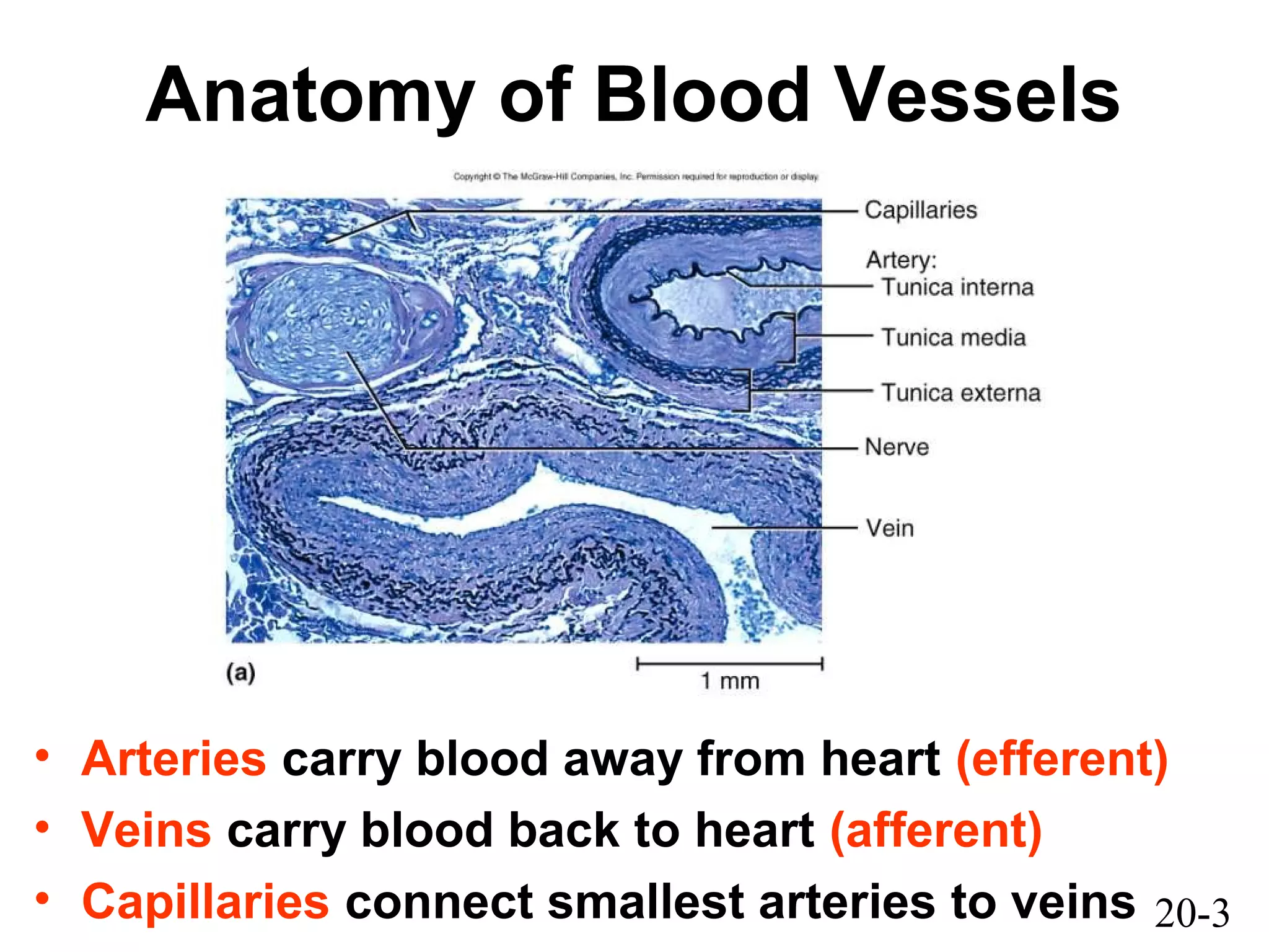 20-3
Anatomy of Blood Vessels
• Arteries carry blood away from heart (efferent)
• Veins carry blood back to heart (afferent)
• Capillaries connect smallest arteries to veins
 