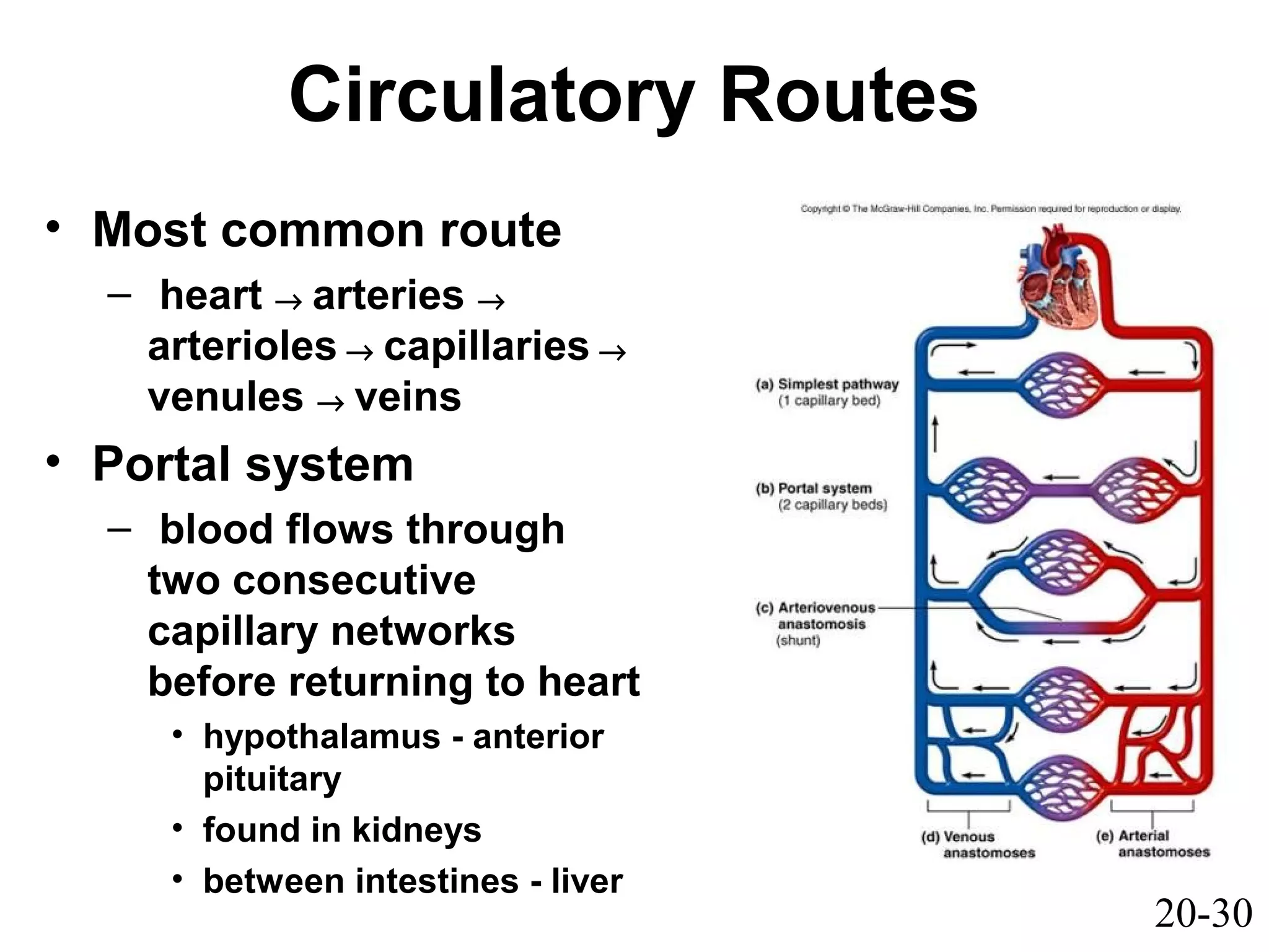 20-30
Circulatory Routes
• Most common route
– heart → arteries →
arterioles → capillaries →
venules → veins
• Portal system
– blood flows through
two consecutive
capillary networks
before returning to heart
• hypothalamus - anterior
pituitary
• found in kidneys
• between intestines - liver
 