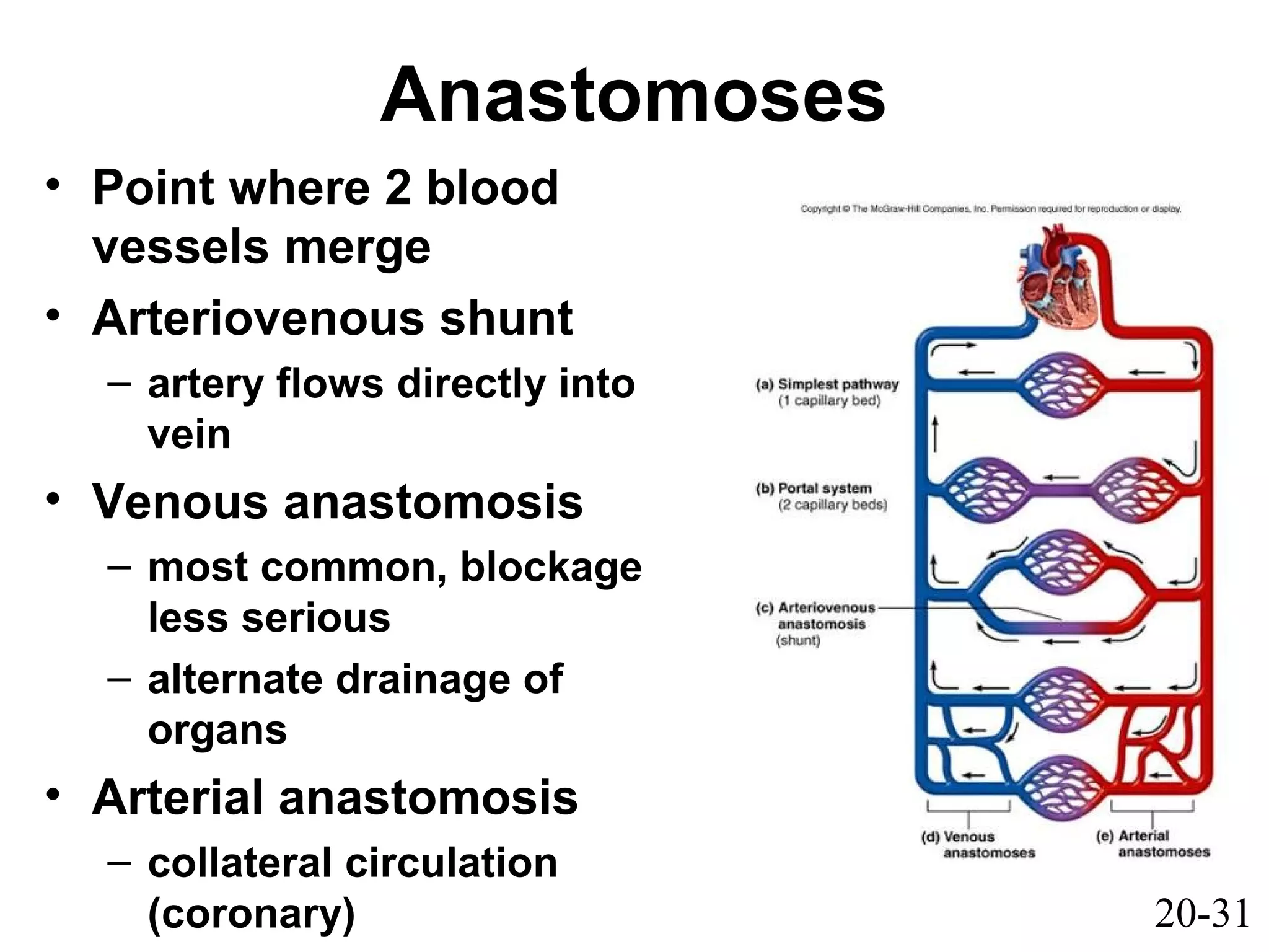20-31
Anastomoses
• Point where 2 blood
vessels merge
• Arteriovenous shunt
– artery flows directly into
vein
• Venous anastomosis
– most common, blockage
less serious
– alternate drainage of
organs
• Arterial anastomosis
– collateral circulation
(coronary)
 