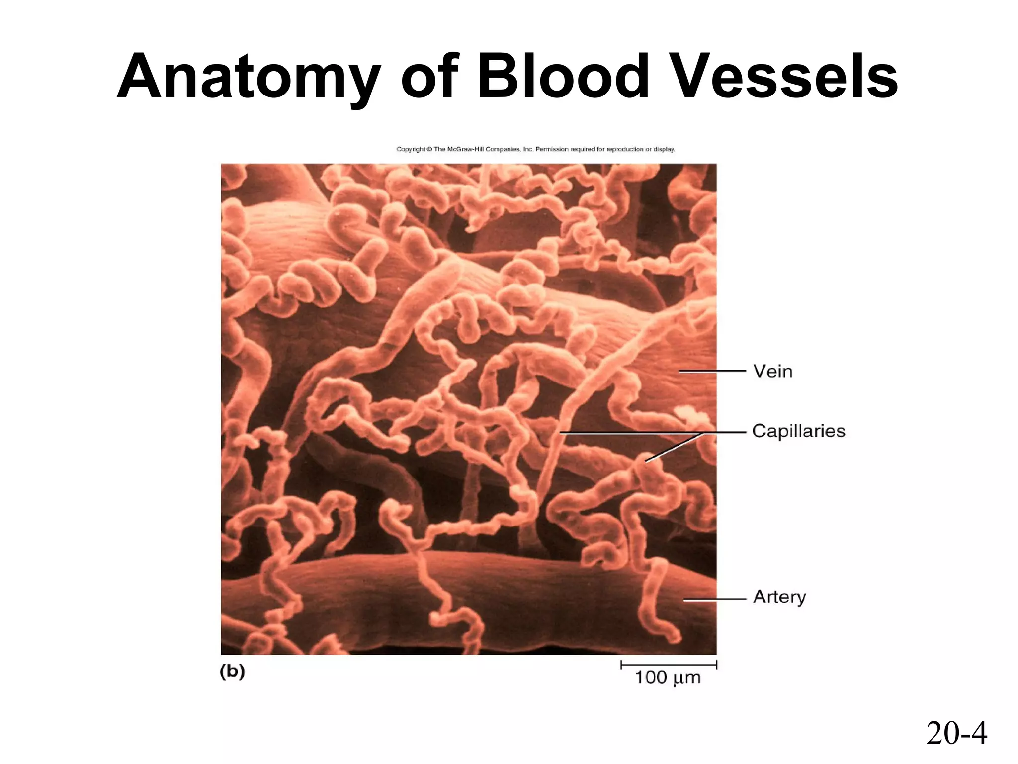 20-4
Anatomy of Blood Vessels
 