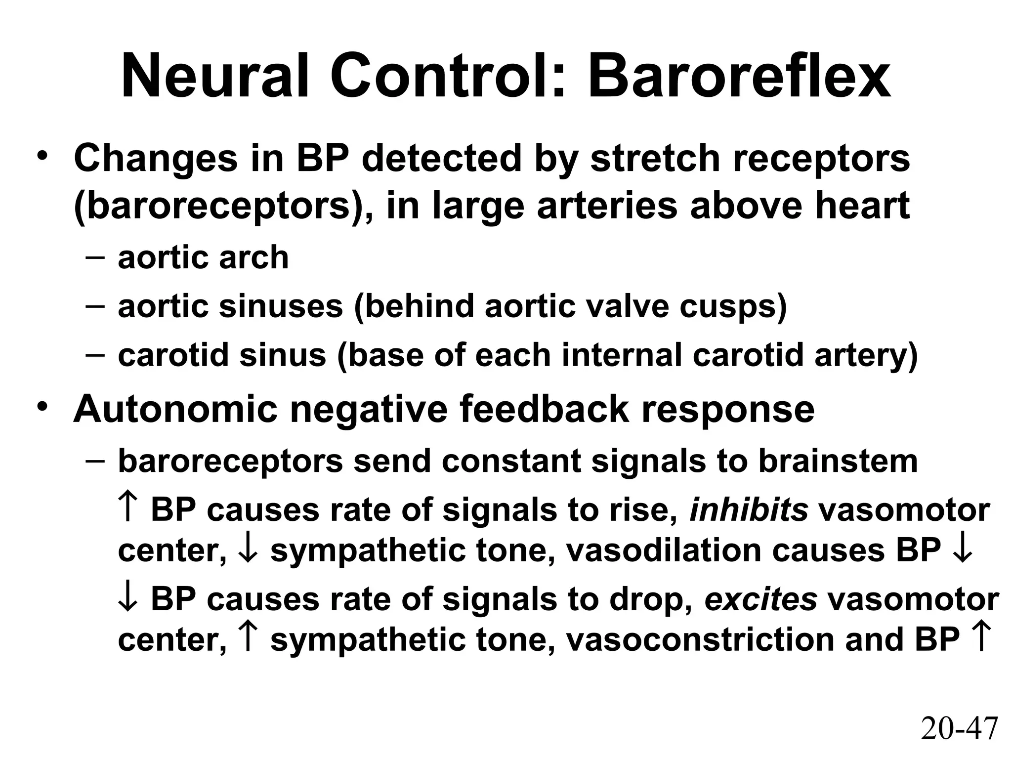 20-47
Neural Control: Baroreflex
• Changes in BP detected by stretch receptors
(baroreceptors), in large arteries above heart
– aortic arch
– aortic sinuses (behind aortic valve cusps)
– carotid sinus (base of each internal carotid artery)
• Autonomic negative feedback response
– baroreceptors send constant signals to brainstem
↑ BP causes rate of signals to rise, inhibits vasomotor
center, ↓ sympathetic tone, vasodilation causes BP ↓
↓ BP causes rate of signals to drop, excites vasomotor
center, ↑ sympathetic tone, vasoconstriction and BP ↑
 