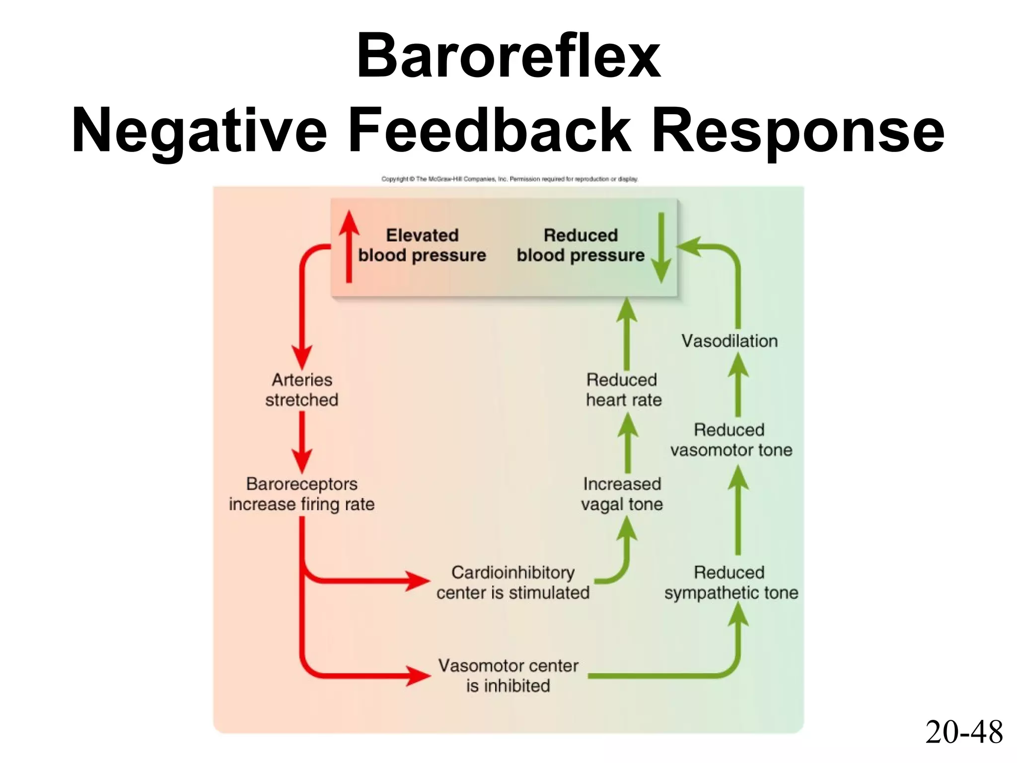 20-48
Baroreflex
Negative Feedback Response
 