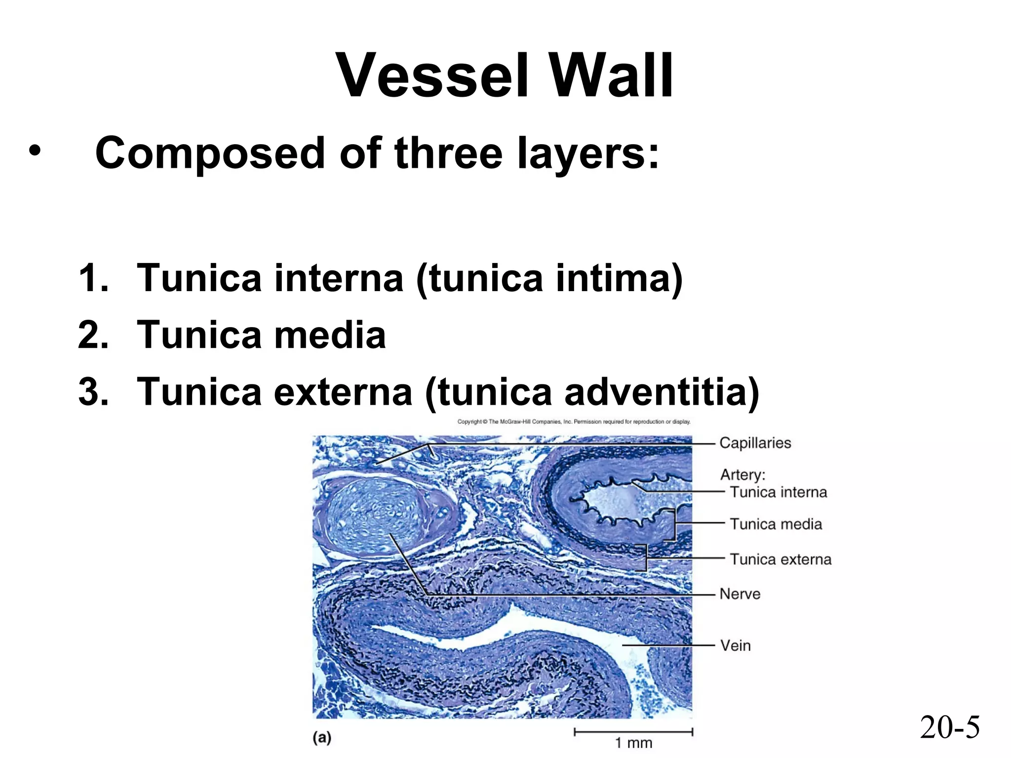 20-5
Vessel Wall
• Composed of three layers:
1. Tunica interna (tunica intima)
2. Tunica media
3. Tunica externa (tunica adventitia)
 