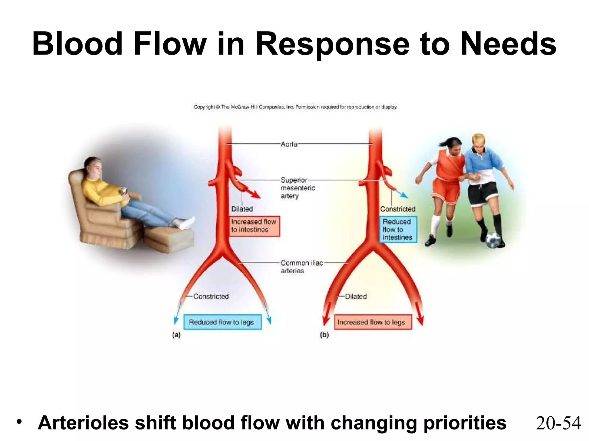 20-54
Blood Flow in Response to Needs
• Arterioles shift blood flow with changing priorities
 
