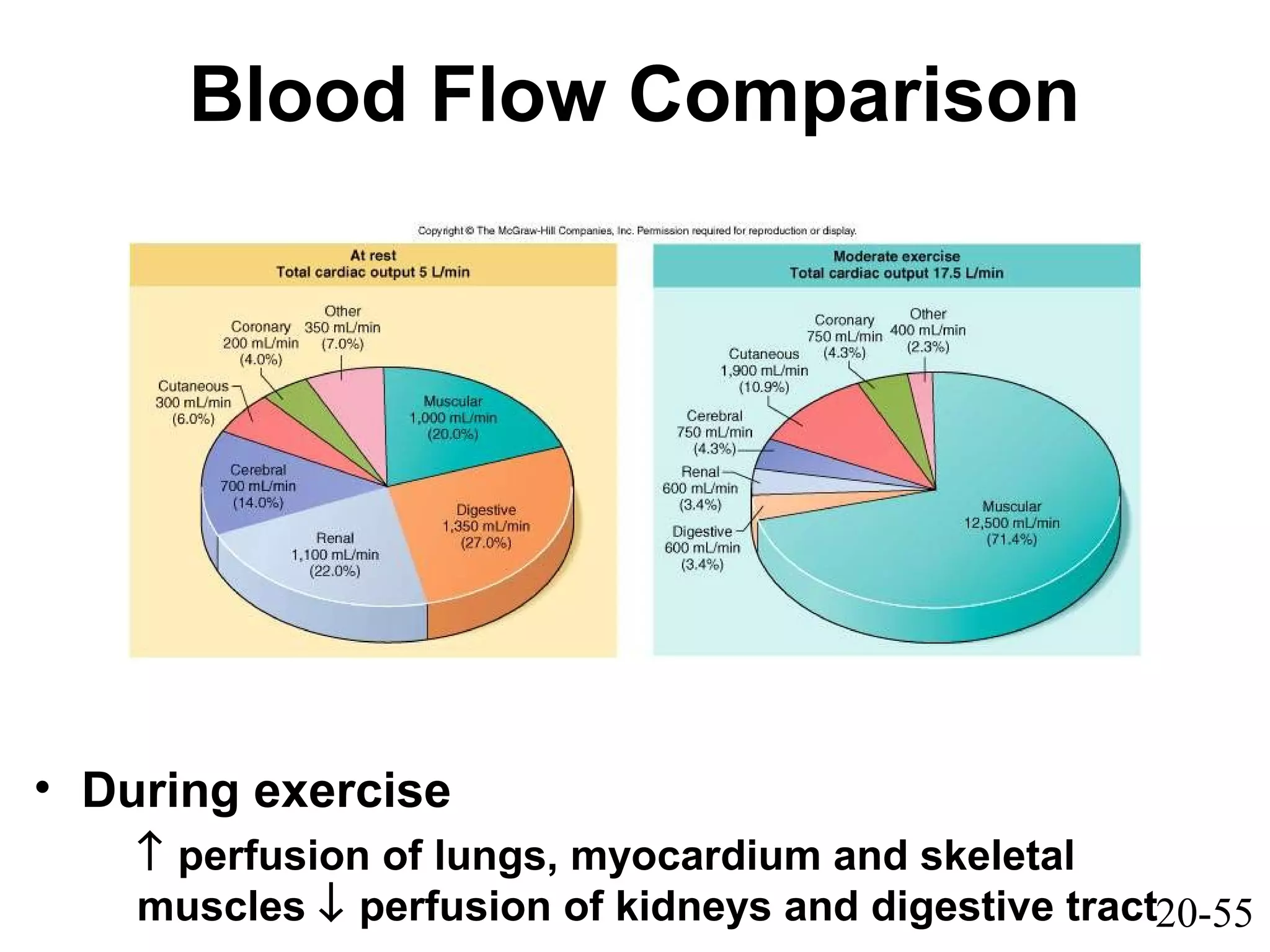20-55
Blood Flow Comparison
• During exercise
↑ perfusion of lungs, myocardium and skeletal
muscles ↓ perfusion of kidneys and digestive tract
 