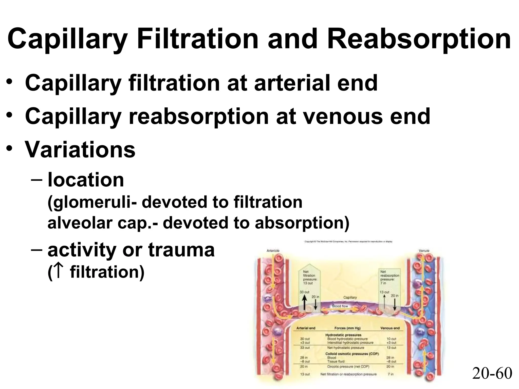 20-60
Capillary Filtration and Reabsorption
• Capillary filtration at arterial end
• Capillary reabsorption at venous end
• Variations
– location
(glomeruli- devoted to filtration
alveolar cap.- devoted to absorption)
– activity or trauma
(↑ filtration)
 
