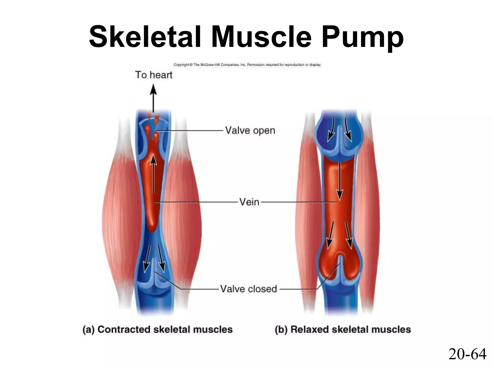 20-64
Skeletal Muscle Pump
 
