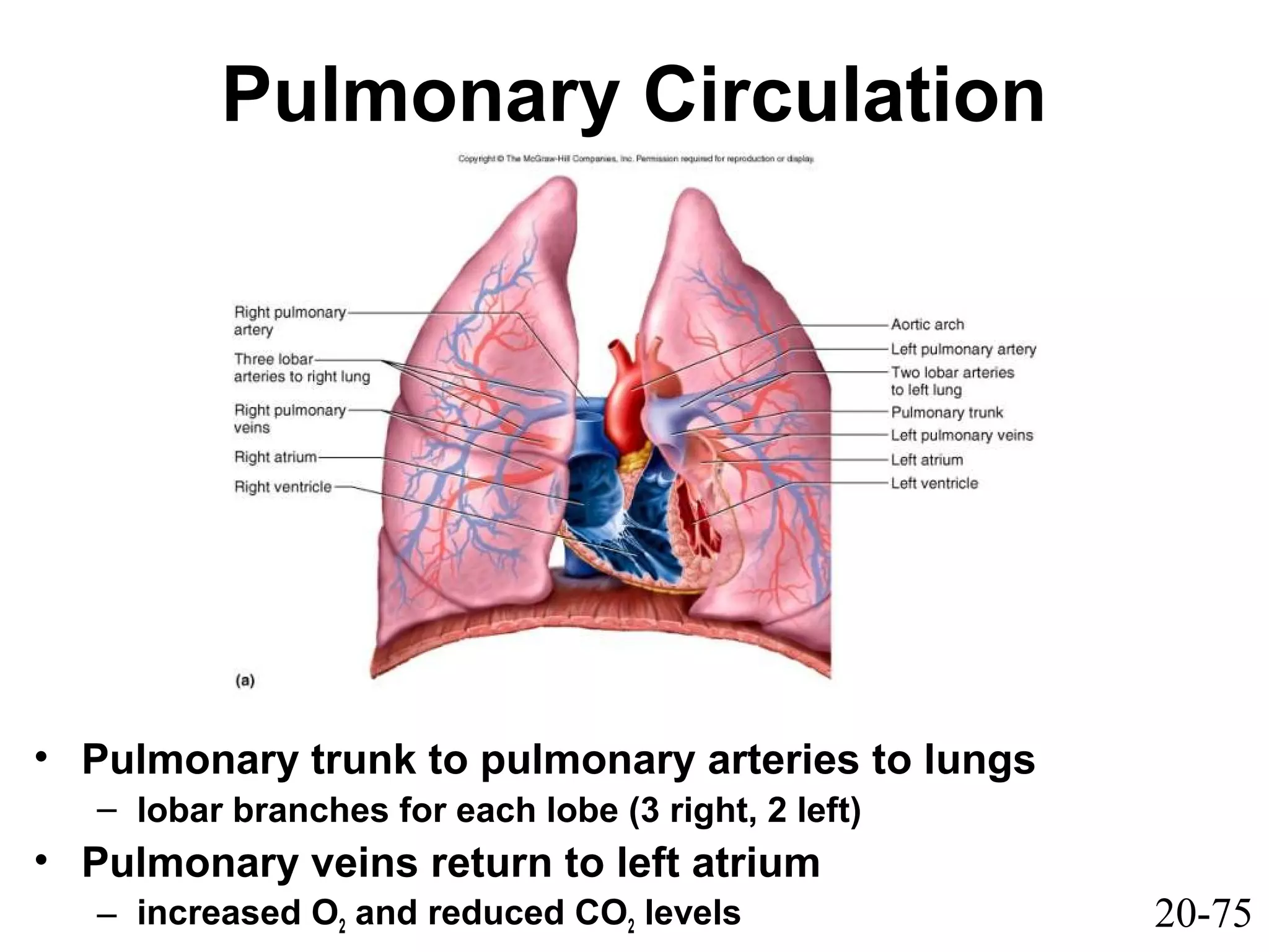 20-75
Pulmonary Circulation
• Pulmonary trunk to pulmonary arteries to lungs
– lobar branches for each lobe (3 right, 2 left)
• Pulmonary veins return to left atrium
– increased O2 and reduced CO2 levels
 