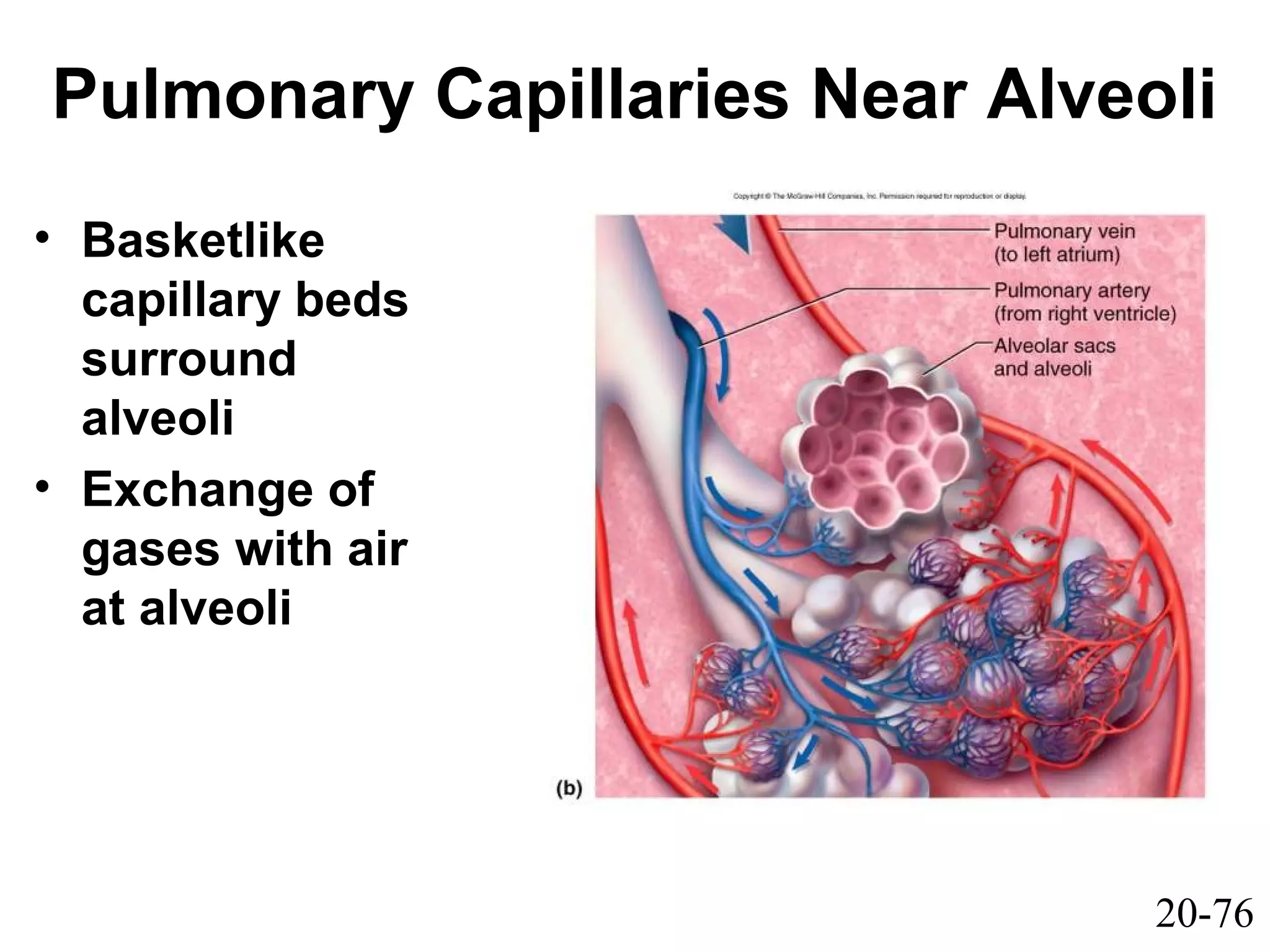 20-76
Pulmonary Capillaries Near Alveoli
• Basketlike
capillary beds
surround
alveoli
• Exchange of
gases with air
at alveoli
 