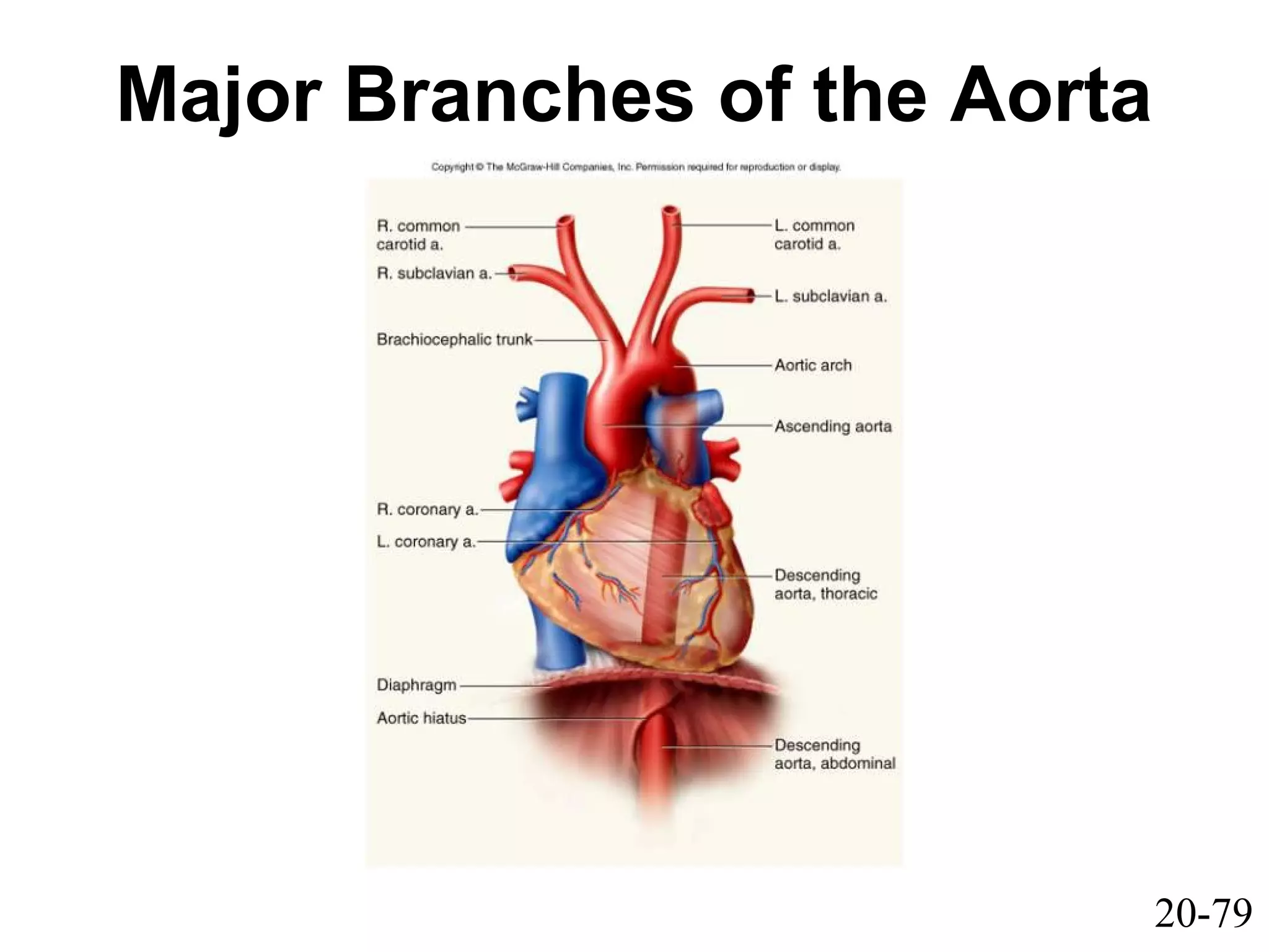 20-79
Major Branches of the Aorta
 