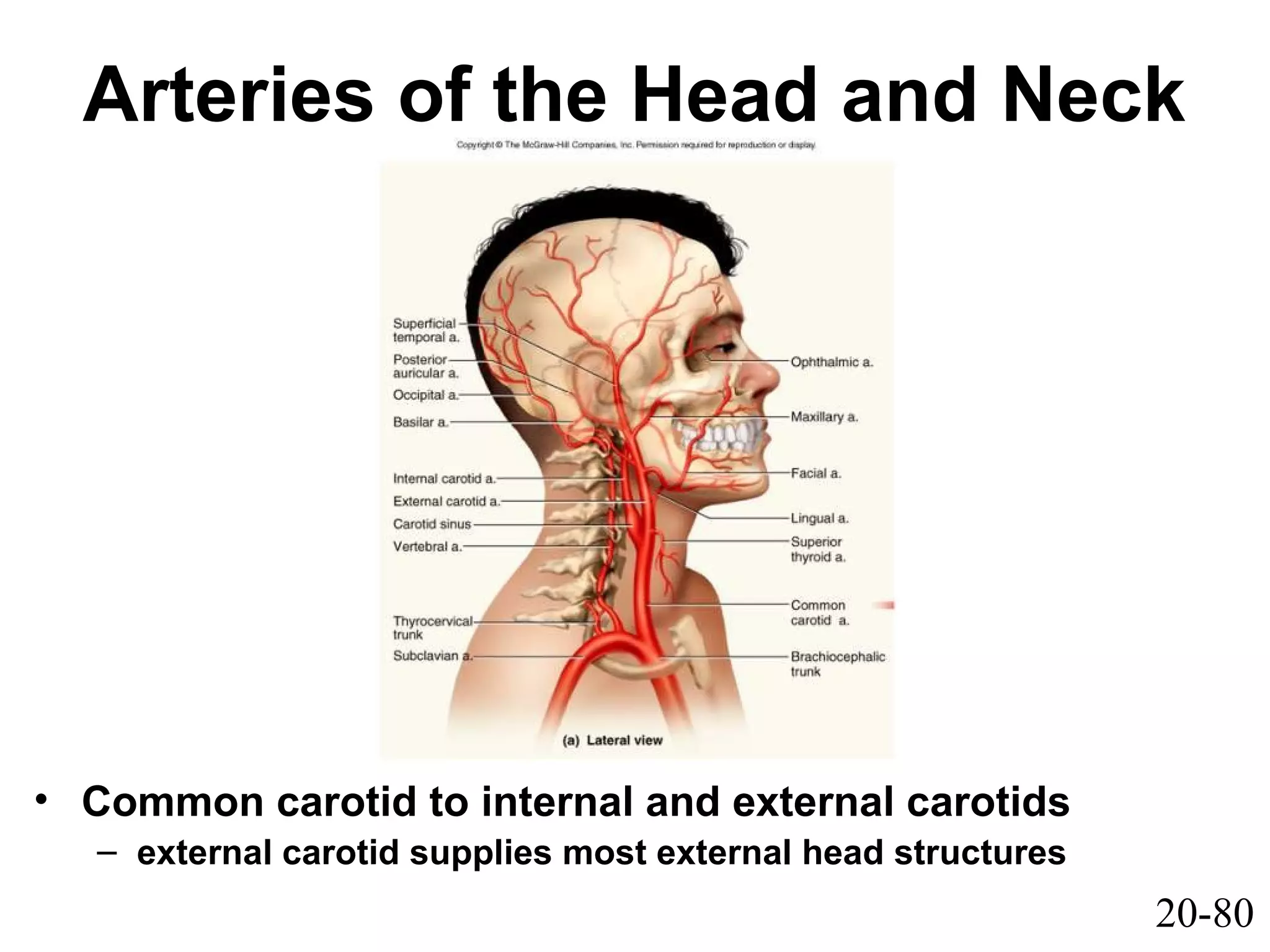 20-80
Arteries of the Head and Neck
• Common carotid to internal and external carotids
– external carotid supplies most external head structures
 