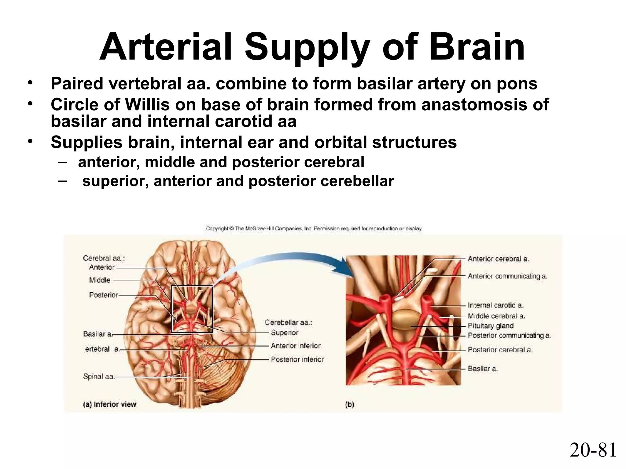 20-81
Arterial Supply of Brain
• Paired vertebral aa. combine to form basilar artery on pons
• Circle of Willis on base of brain formed from anastomosis of
basilar and internal carotid aa
• Supplies brain, internal ear and orbital structures
– anterior, middle and posterior cerebral
– superior, anterior and posterior cerebellar
 