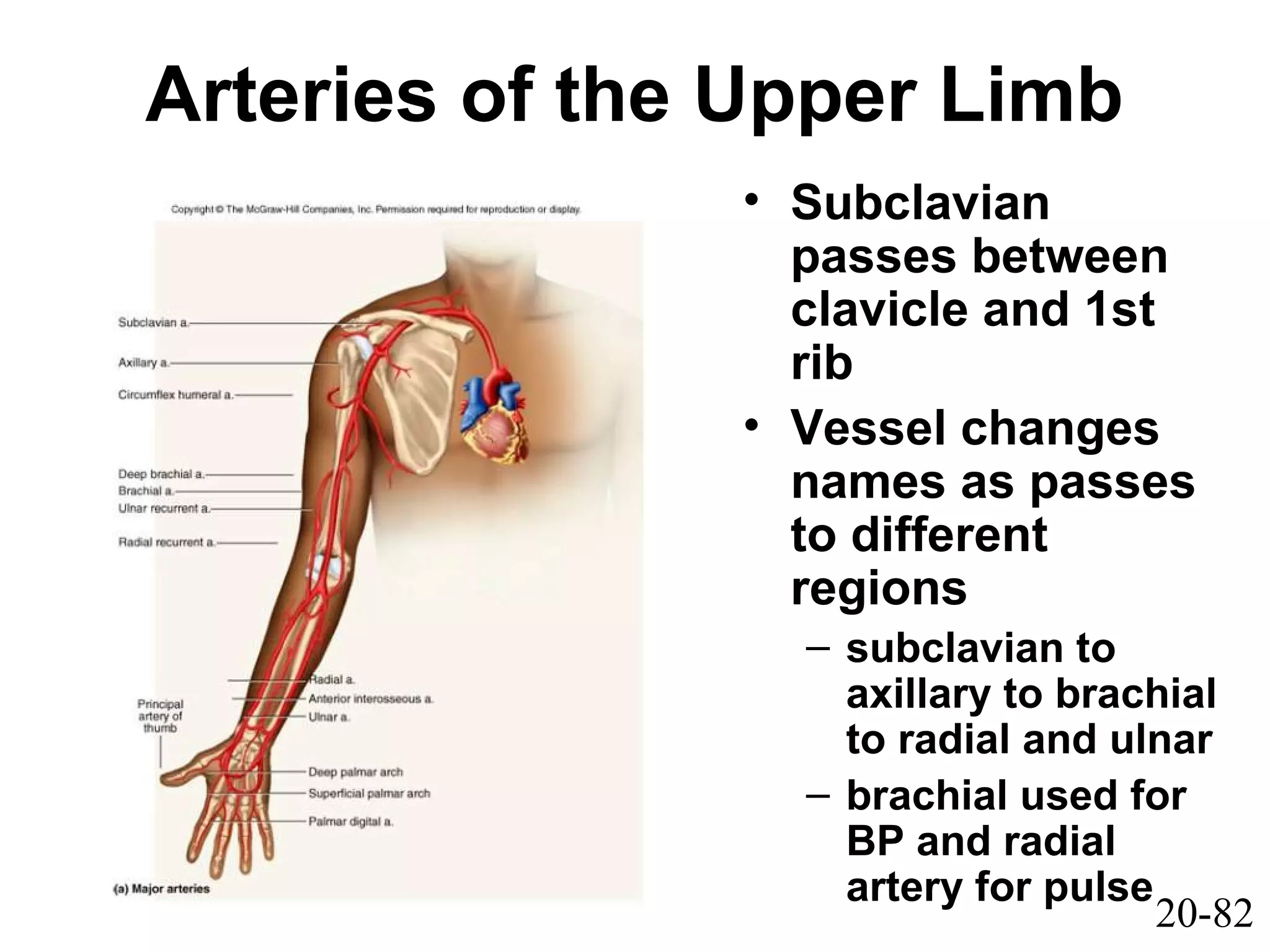 20-82
Arteries of the Upper Limb
• Subclavian
passes between
clavicle and 1st
rib
• Vessel changes
names as passes
to different
regions
– subclavian to
axillary to brachial
to radial and ulnar
– brachial used for
BP and radial
artery for pulse
 