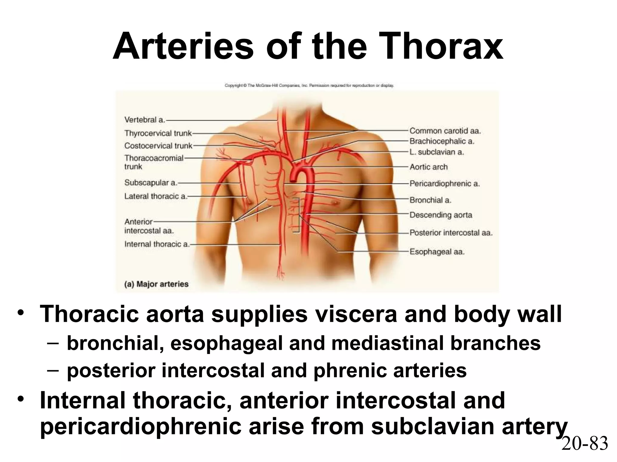 20-83
Arteries of the Thorax
• Thoracic aorta supplies viscera and body wall
– bronchial, esophageal and mediastinal branches
– posterior intercostal and phrenic arteries
• Internal thoracic, anterior intercostal and
pericardiophrenic arise from subclavian artery
 