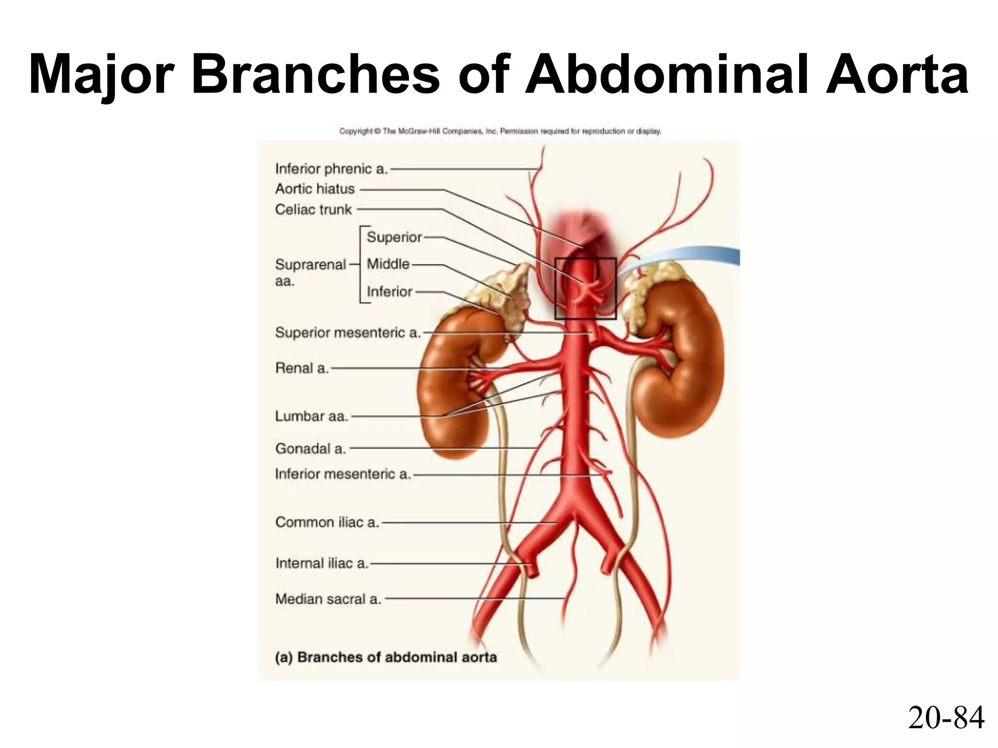 20-84
Major Branches of Abdominal Aorta
 